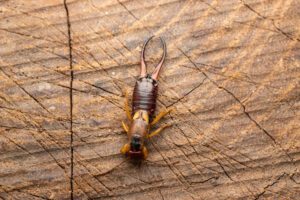 Earwig