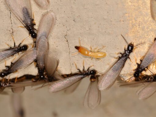 flying bugs after rain