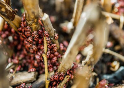 A group of Asian lady beetles showcasing the need for pest control in Chicago and Rockford, DMA