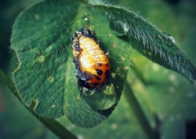 An Asian lady beetle larva resting on the grass in the Chicago and Rockford DMA area