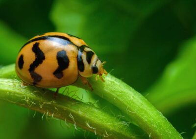 Side image of an Asian lady beetle resting on the grass in the Chicago and Rockford DMA area