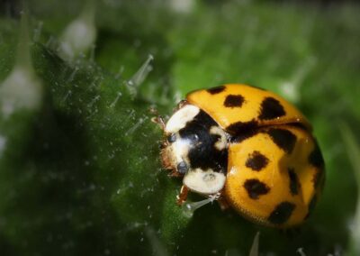 Close view of An Asian lady beetle resting on the grass in Chicago and Rockford, DMA