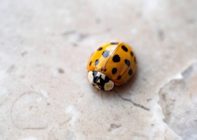 An aerial view of an Asian Lady Beetle by Rose Pest Solutions in Chicago and Rockford, DMA
