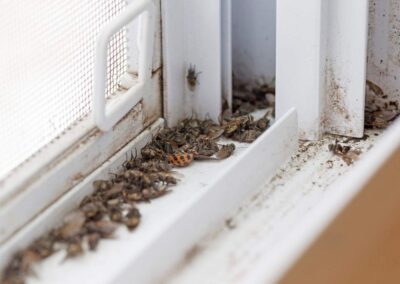 A group of Asian Lady Beetles died after pest control in the Chicago and Rockford DMA area