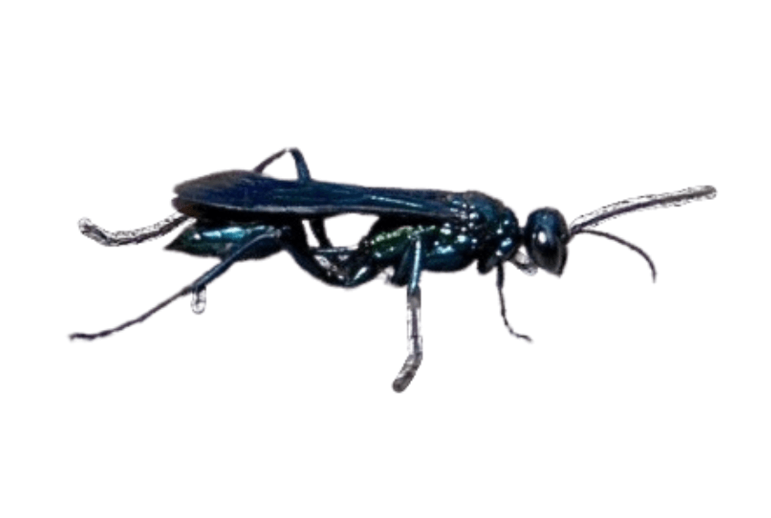Cricket Hunter Wasp
