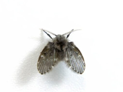 A drain fly is resting on white paper in Chicago and Rockford, DMA