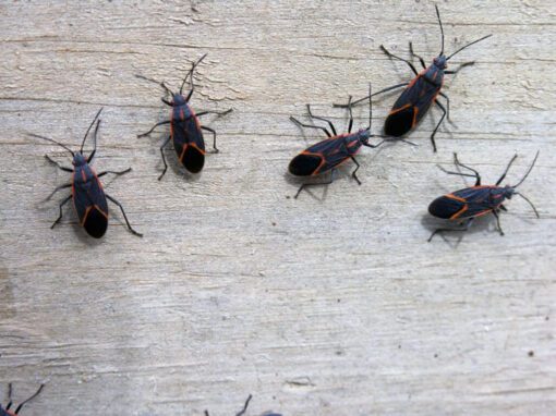 five Boxelder Bugs sitting on wood table in Chicago and Rockford, DMA