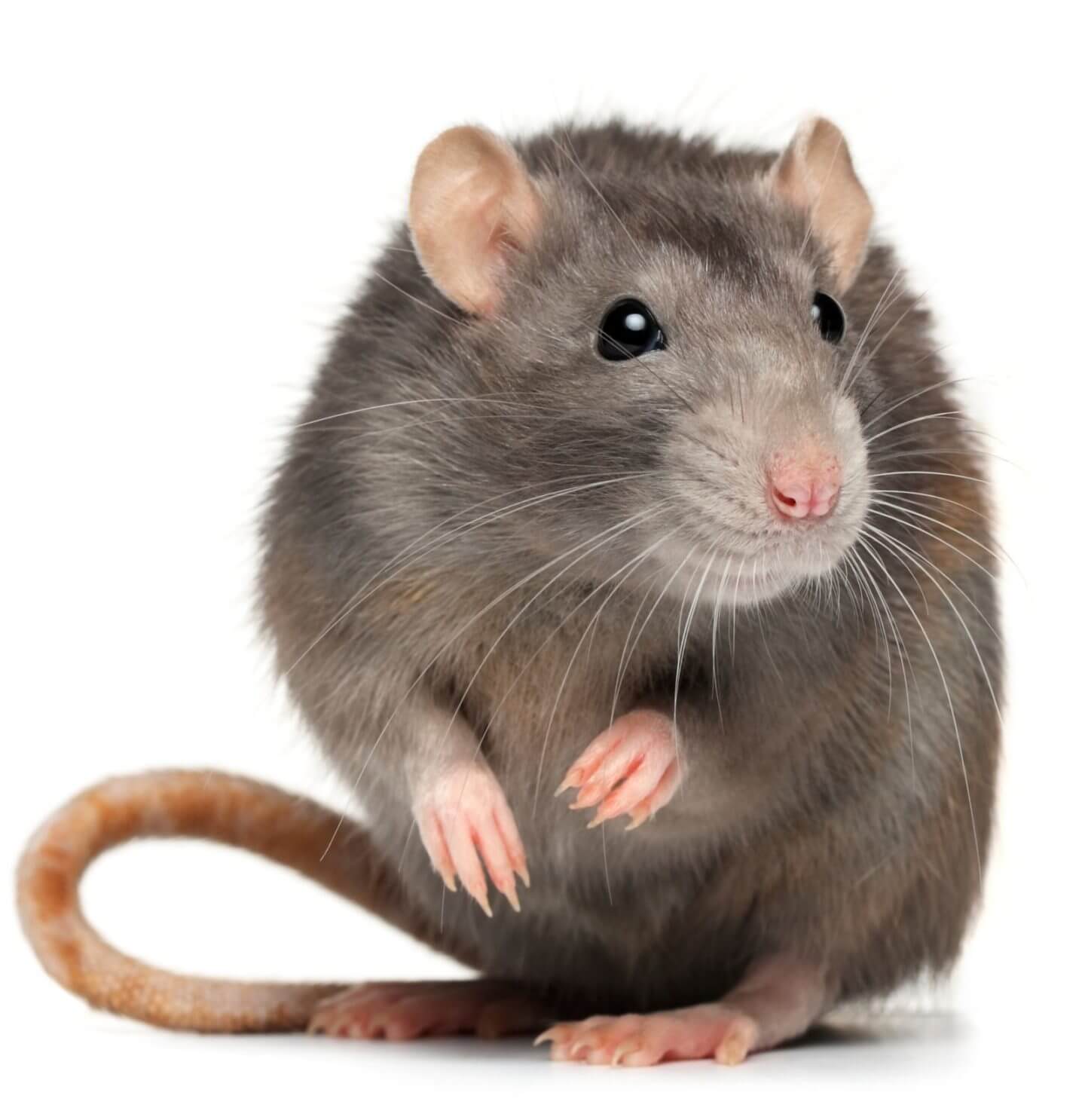 Front view of a Norway rat by Rose Pest Solution in Chicago and Rockford, DMA