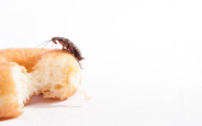 You’re Seeing German Cockroaches in Your Home – What Now?