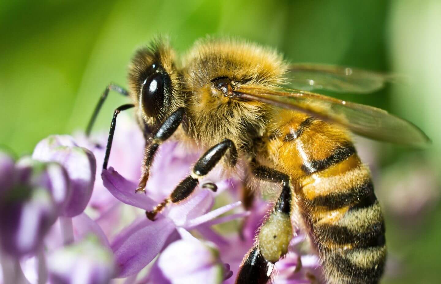 A close view of a Honey bee sitting on a flower in Chicago and Rockford, DMA
