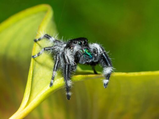 A Jumping Spider sitting on a leaf in Chicago and Rockford, DMA