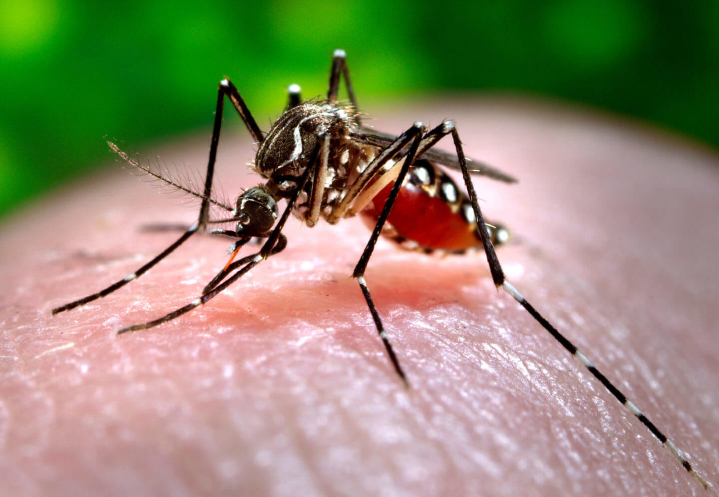 A close view of a mosquito, sitting at an individual's skin in Chicago lurking Rockford, DMA