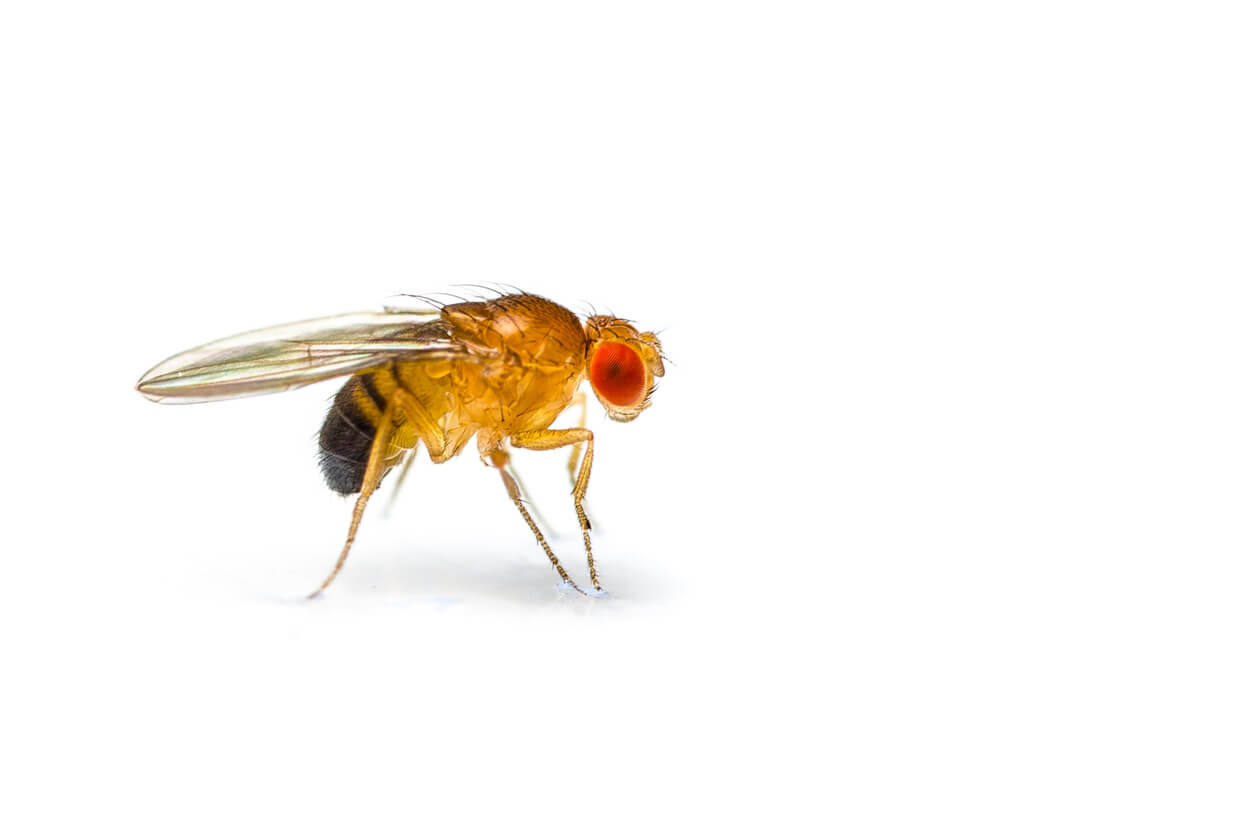 A side view of a flying insect comes from the commercial drain in Chicago and Rockford, DMA