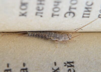 A silverfish inside the book showcases the need for pest control in Chicago and Rockford, DMA