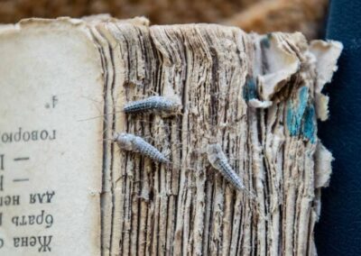 Small silverfish on a book showcasing the need for pest control in Chicago and Rockford, DMA.