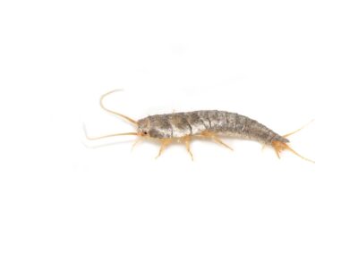 A silverfish pest control service is available at Rose Pest Solution in Chicago and Rockford, DMA