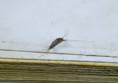 In Chicago and Rockford DMA, a silverfish resting on the top of a book