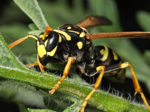 A yellow jacket with distinct yellow and black stripes resting in the Chicago and Rockford areas.