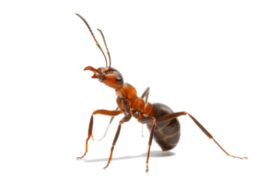 Carpenter Ant pest control service is available in Chicago and Rockford, DMA