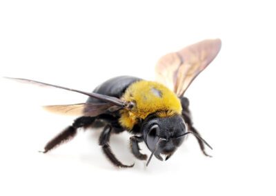 Carpenter Bee pest control service is available in Chicago and Rockford, DMA