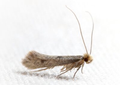 Clothes Moth pest control service is available in Chicago and Rockford, DMA