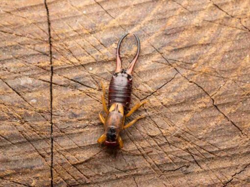 Earwigs pest control service is available in Chicago and Rockford, DMA