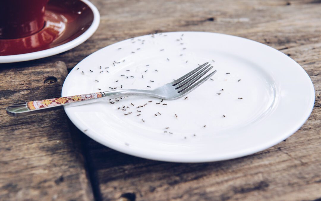 How to Stop Ants from Invading Your Home This Summer