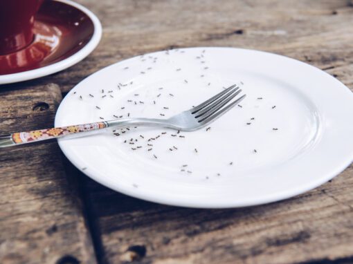 ants on empty plate