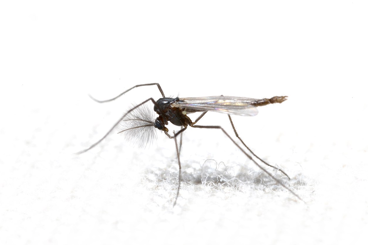 Male Midge (Chironomidae) Midge pest control service is available in Chicago and Rockford, DMA