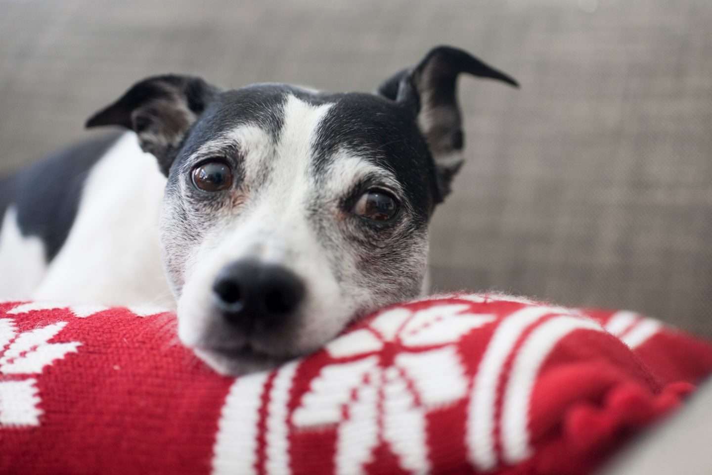 A dog sitting on a couch of a residential home in Illinois