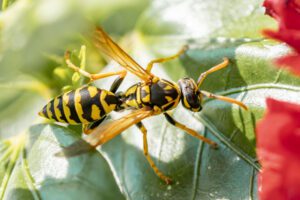 Yellowjacket on leaf