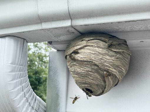 Wasp nest attached to home outdoor