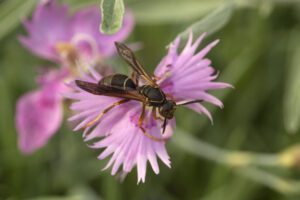 paper wasp on a pink flower