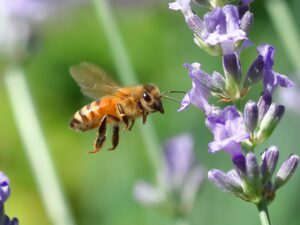 honeybee hovering flower