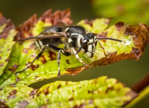 Bald-Faced Hornet on colored leaf