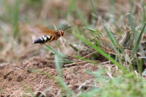 Cicada killer flying