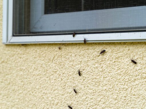 Box Elder bugs swarm and infest the siding of a house in the fall