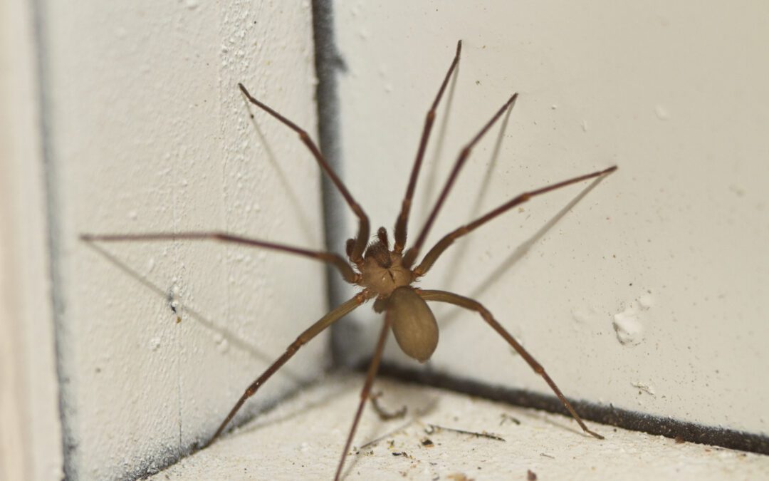 Could That Spider Really Be a Brown Recluse?