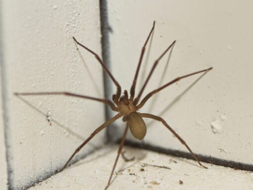 Small brown recluse spider climbing a wall