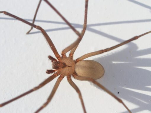 Closeup of a large Brown recluse spider