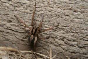 wolf spider on wood