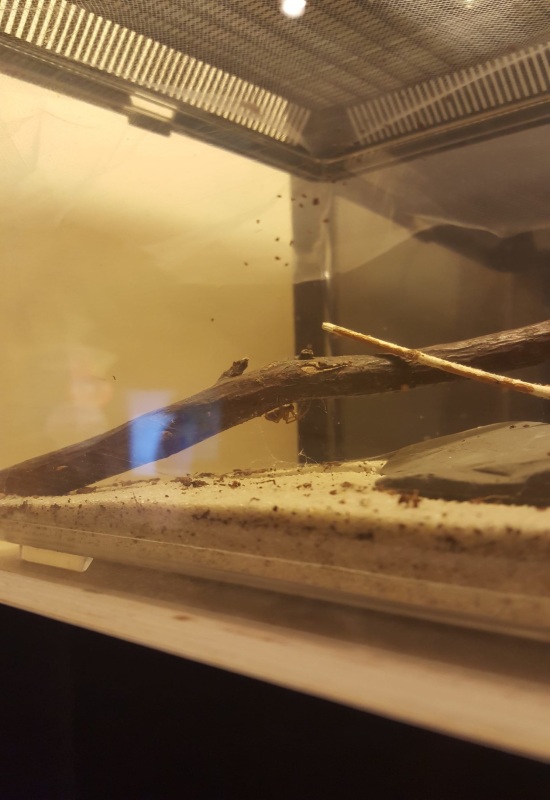 A spider in a glass enclosure with a stick, featured in a Chicago exhibit, showcases its natural habitat.