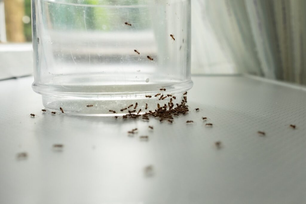 A Group of Ants Is Crawling Inside a Home