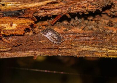 Woodlouse Crawling on Decaying Wood