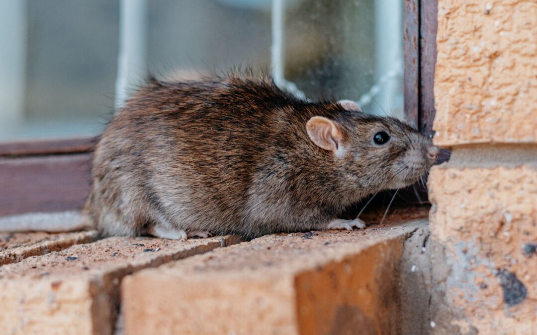 Why You (Might) Have Norway Rats