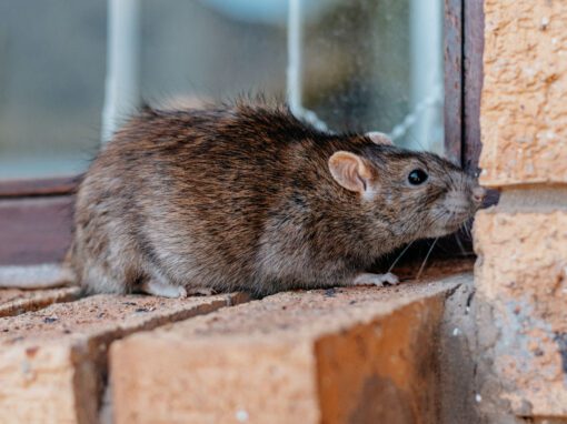 A brown rat with dark fur is standing on a brick ledge next to a window and wall, appearing to sniff the surface.