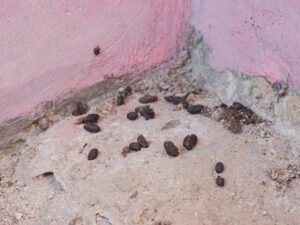 Several pieces of rat droppings are scattered on a concrete floor in the corner of a wall with pink paint.