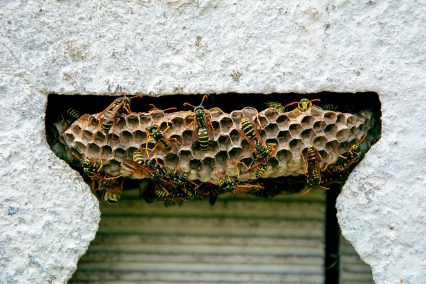 A paper wasp nest was built in a wall opening with active wasps