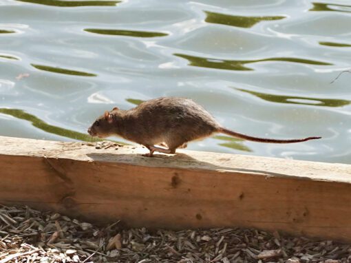 A brown rat walks along a wooden beam beside a body of water with rippling reflections, highlighting potential hantavirus risks.