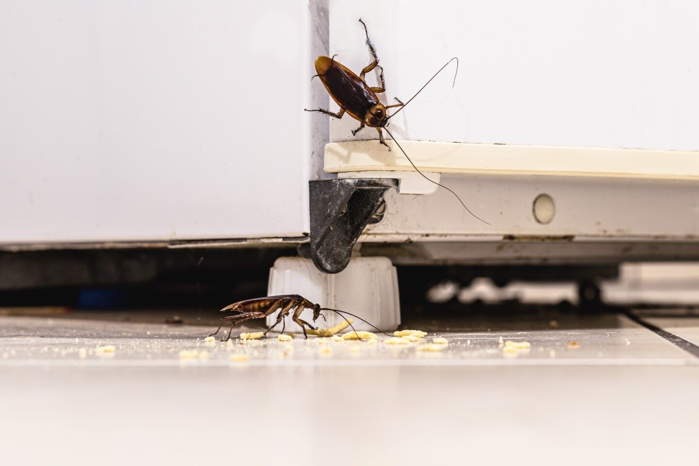 Two cockroaches feeding on crumbs near the base of a kitchen appliance